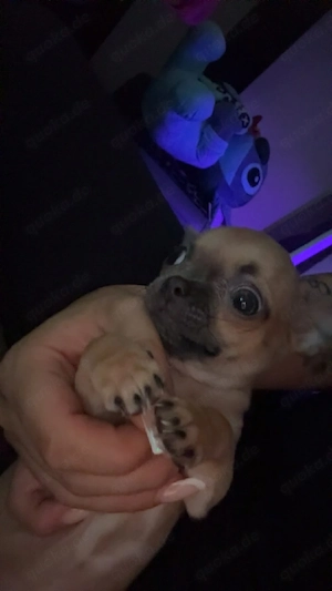 Chihuahua welpen ( weiblich)