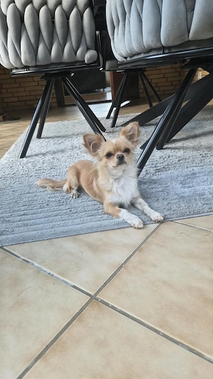 Chihuahua 10 monate alt 