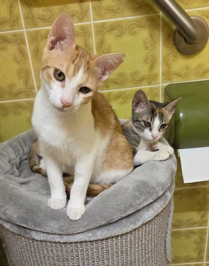 Nefeli & Orion suchen gemeinsam ein Zuhause 