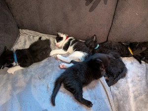 2 zuckersüße Kitten suchen ihr Für immer Zuhause   