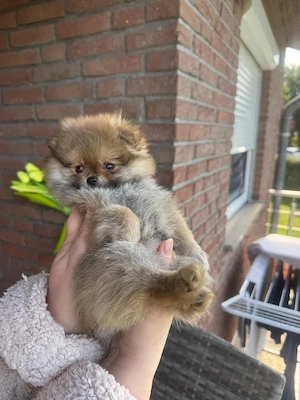 wunderschöne reinrassige pomeranian zwergschpitz welpen suchen ihr Zuhause    