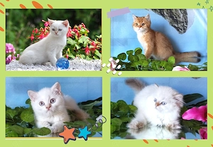 Wunderschöne BKH und BLH Kitten mit Stammbaum.