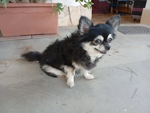 die liebe Tinka sucht ihr neues Zuhause