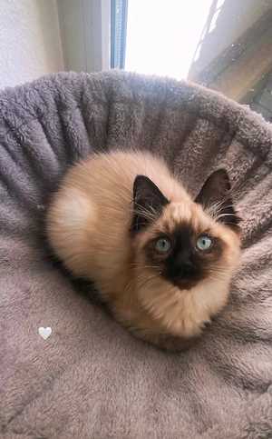 heilige Birma kitten 