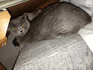 BKH Katzen 