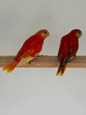 Schönsittiche in Rot suche