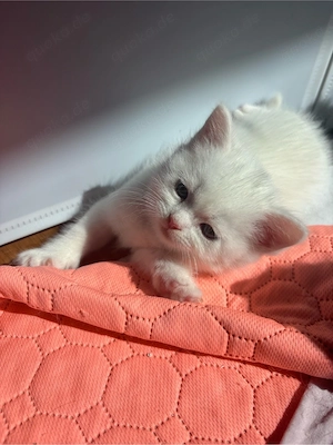 BKH Kitten - Blutgetestete Elterntiere