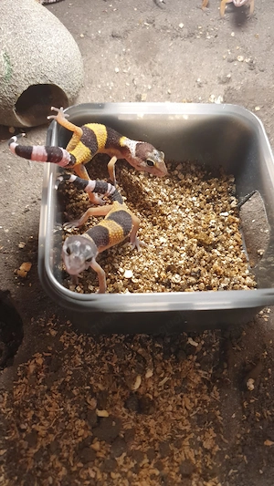 Leopardgeckos Babys aus Hobbyzucht 