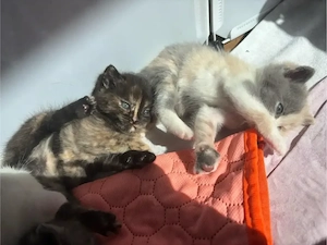 BKH Kitten - Blutgetestete Eltern