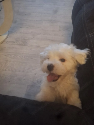 hunde welpe