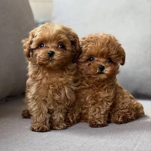 besondere maltipoo welpenF2!  suchen Dich   