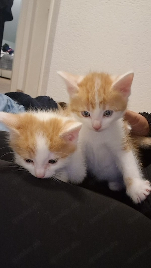 kitten baby 