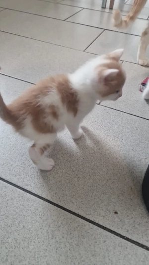 kitten Katzen 
