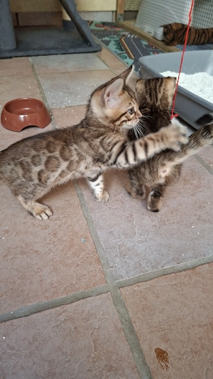 Reinrassige Bengal Kitten, mit Stammbaum, ab sofort abgabebereit  Bild 10
