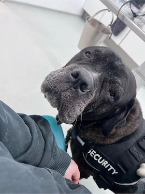 Buddy   Cane-Corso-Mischling sucht neues Zuhause   zu verschenken