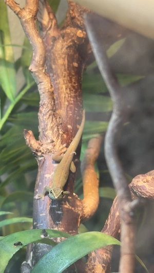 Lygodactylus williamsi (Himmelblauer-Zwergtaggecko) aus eigener Nachzucht (0.0.4)