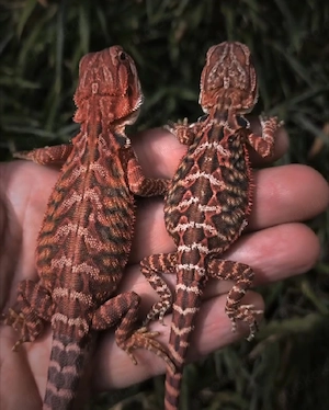 Red Monster Bartagamen Farbbartagamen Pogona Vitticeps NZ 26 