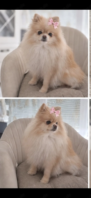 Pomeranian 