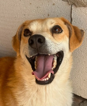 Rusty - noch lange nicht rostig!