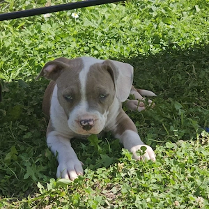 wunderschöne Bulldog Welpen