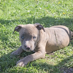 wunderschöne Bulldog Welpen