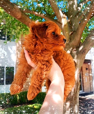 4 Monate alte Maltipoo-Hündin bereit für ihr liebevolles Für-immer-Zuhause