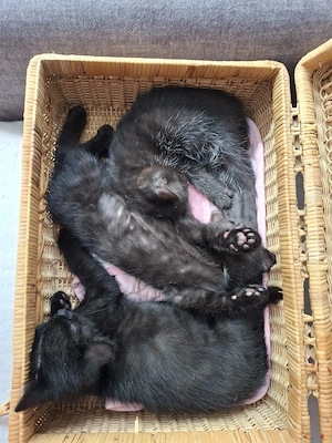 katzenbabys