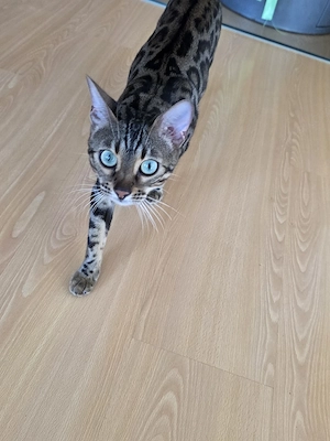 super liebe Bengal katze