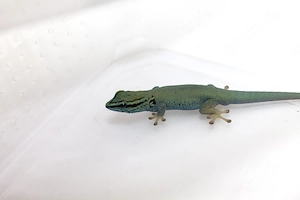 Lygodactylus williamsi (Himmelblauer-Zwergtaggecko) aus eigener Nachzucht (1.0)