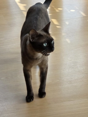 Bengal Katze mit wunderschönen blauen Augen