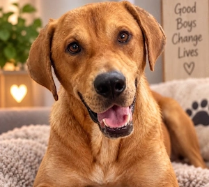 Aurel - toller Junghund sucht Familie!