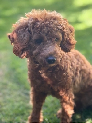 Hund - Toy Pudel