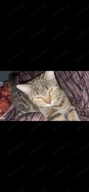 katze abzugeben 