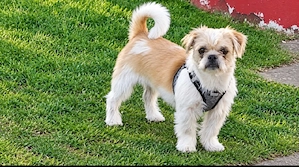 junger Shi-tzu Terrier Rüde