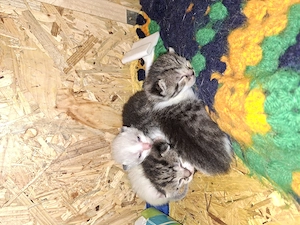 Katzenbabys reserviert 