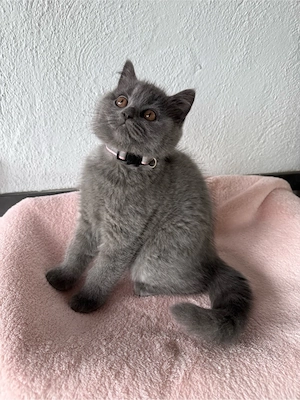 BKH Kitten weiblich   wunderschönes Mädchen sucht ein Zuhause     