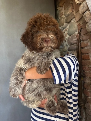 Reinrassige Lagotto Romagnolo Welpen zu verkaufen 