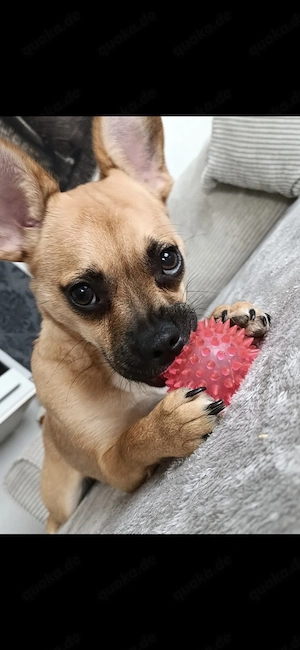 Mischlings hündin 2 jahre alt