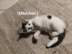 BKH-Mix kitten