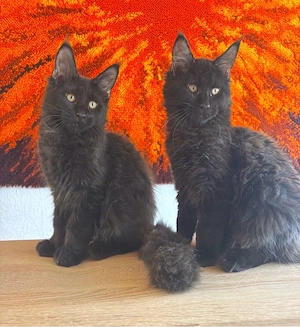 Maine Coon Kätzchen