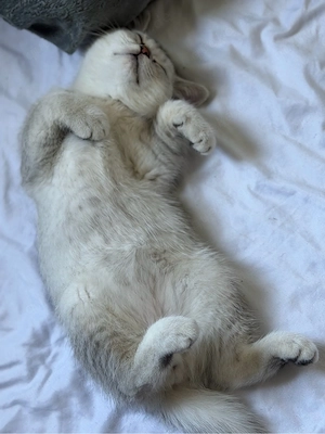 Süße BKH kittens suchen ein liebevolles Zuhause! 