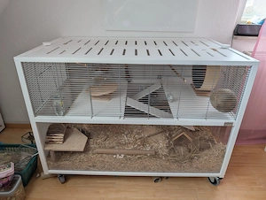 2 Rennmäuse, More Gehege, Zubehör, großes Komplettset 
