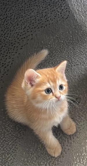 Zauberhaftes Ragdoll & BKH-Mix Kitten sucht ein liebevolles Zuhause!