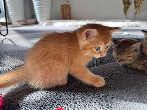 Zauberhaftes Ragdoll & BKH-Mix Kitten sucht ein liebevolles Zuhause!