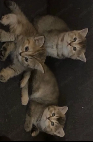 Wunderschöne Ragdoll & BKH-Mix Mädels suchen ein liebevolles Zuhause!