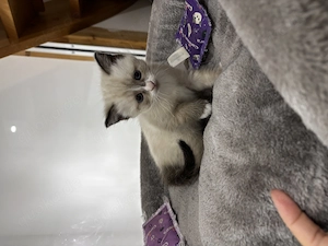 Siam-Birma-Mix Kitten 