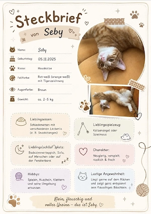 EKH Katzen (Platz vor Preis!)