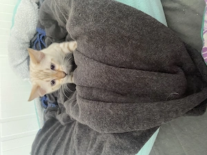  Snow Bengal Kätzchen 