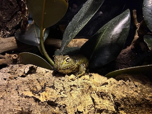 Pyxicephalus adspersus   Grabfrösch