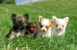 Auszugsbereit: Typvolle robuste Chihuahua Welpen Hündinnen Sable Creme Schoko Kinderlieb